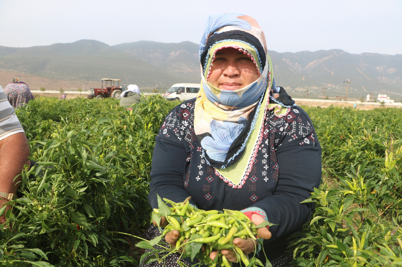 Deprem şehrinde acı hasat