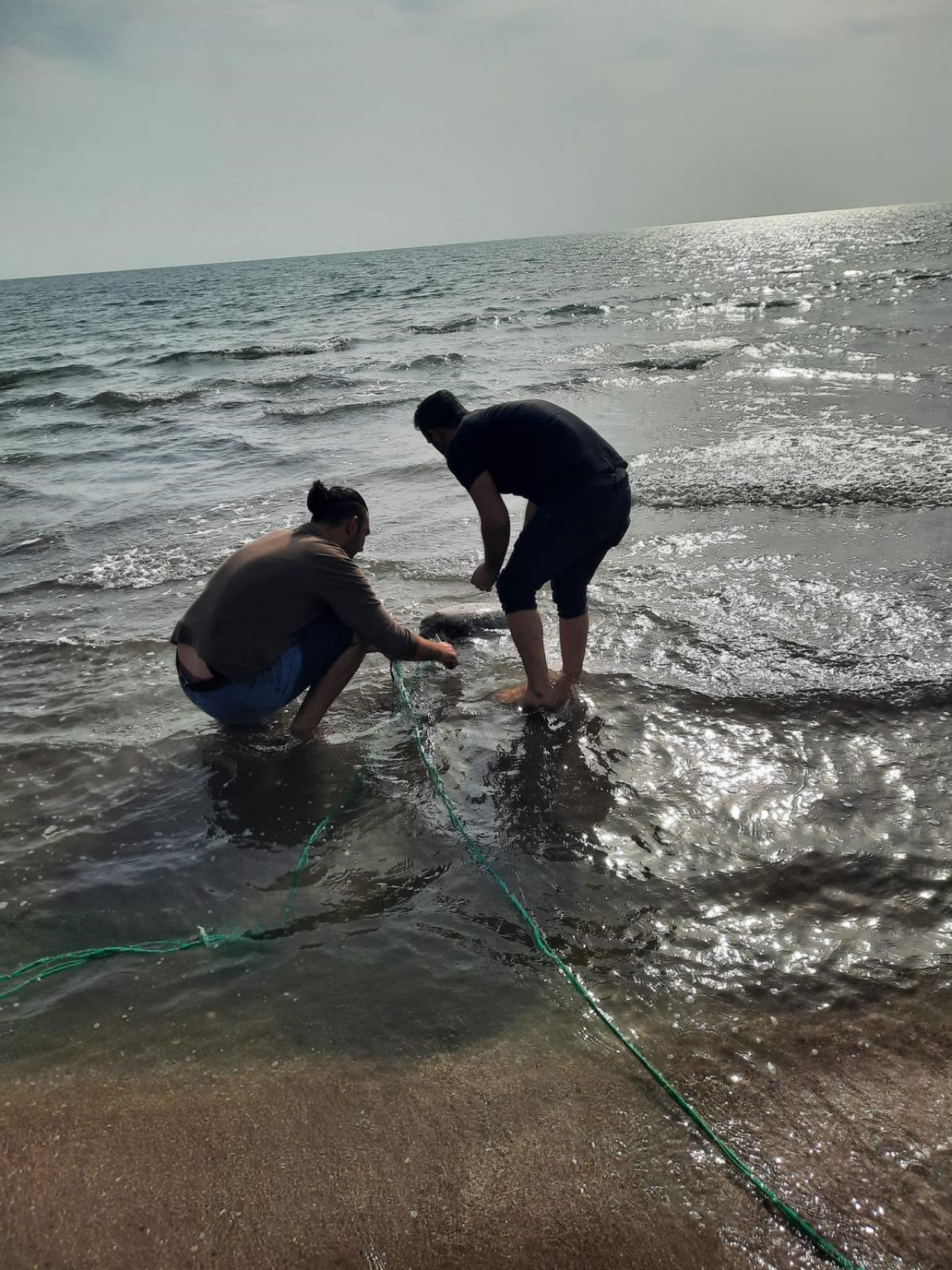 Deniz kaplumbağası kaçak ağın pençesinden son anda kurtuldu