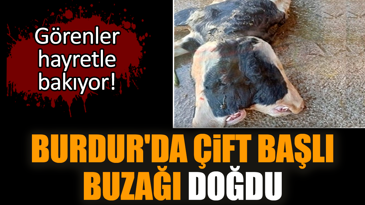 Görenler hayretle bakıyor! Burdur'da çift başlı buzağı doğdu