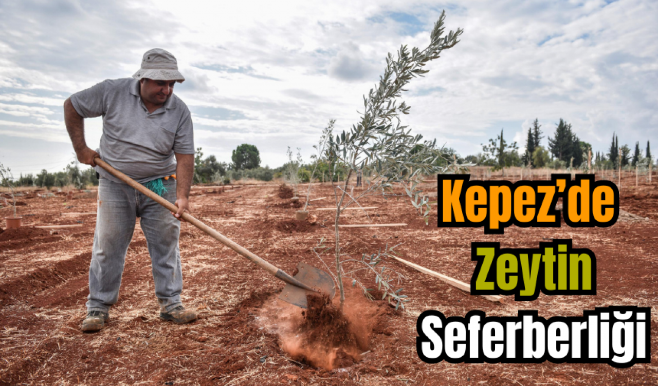 Kepez’de Zeytin Seferberliği Başladı