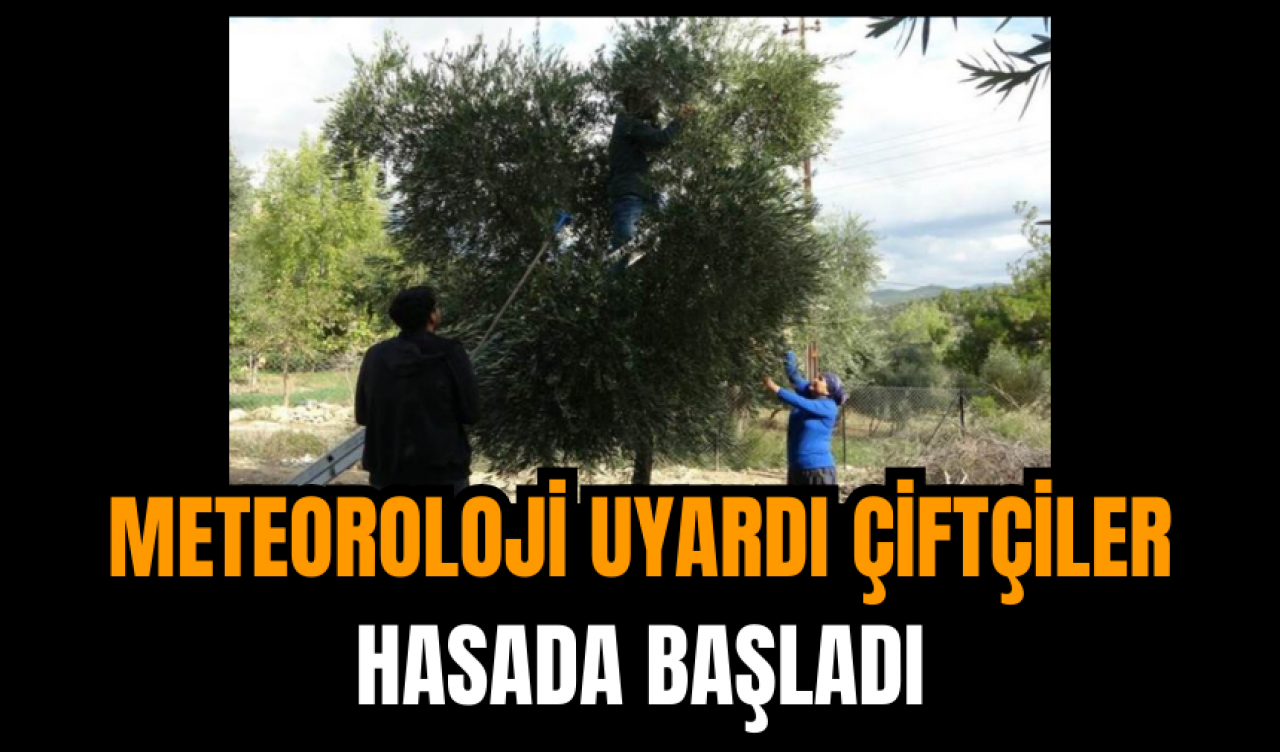 Meteoroloji Uyardı Çiftçiler Hasada Başladı