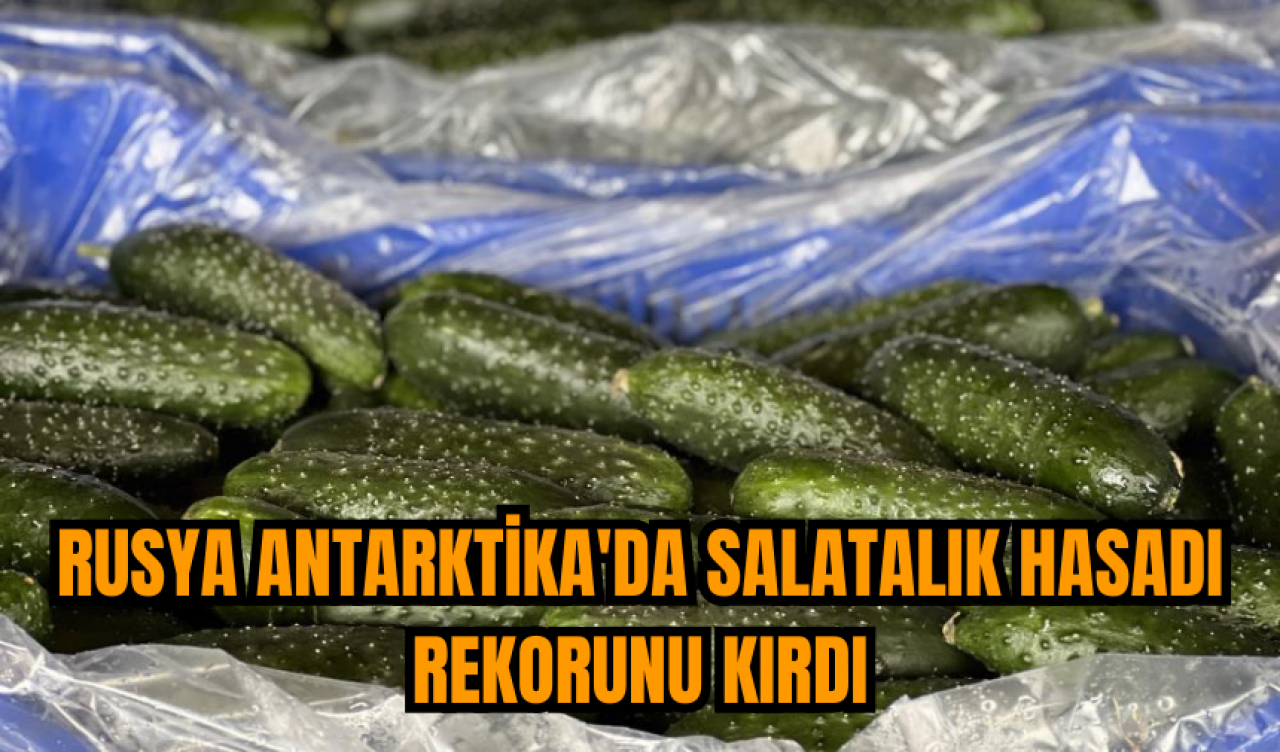 Rusya Antarktika'da salatalık hasadı rekorunu kırdı