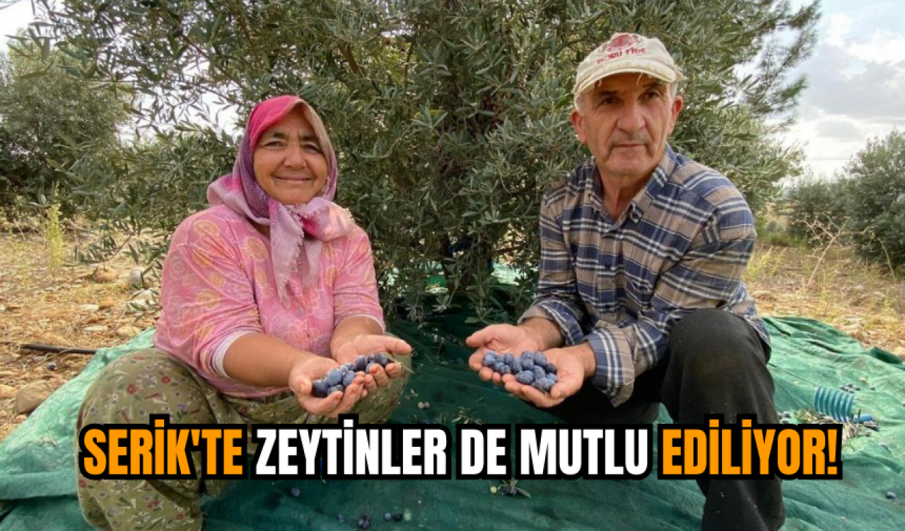 Serik'te zeytinler de mutlu ediliyor!