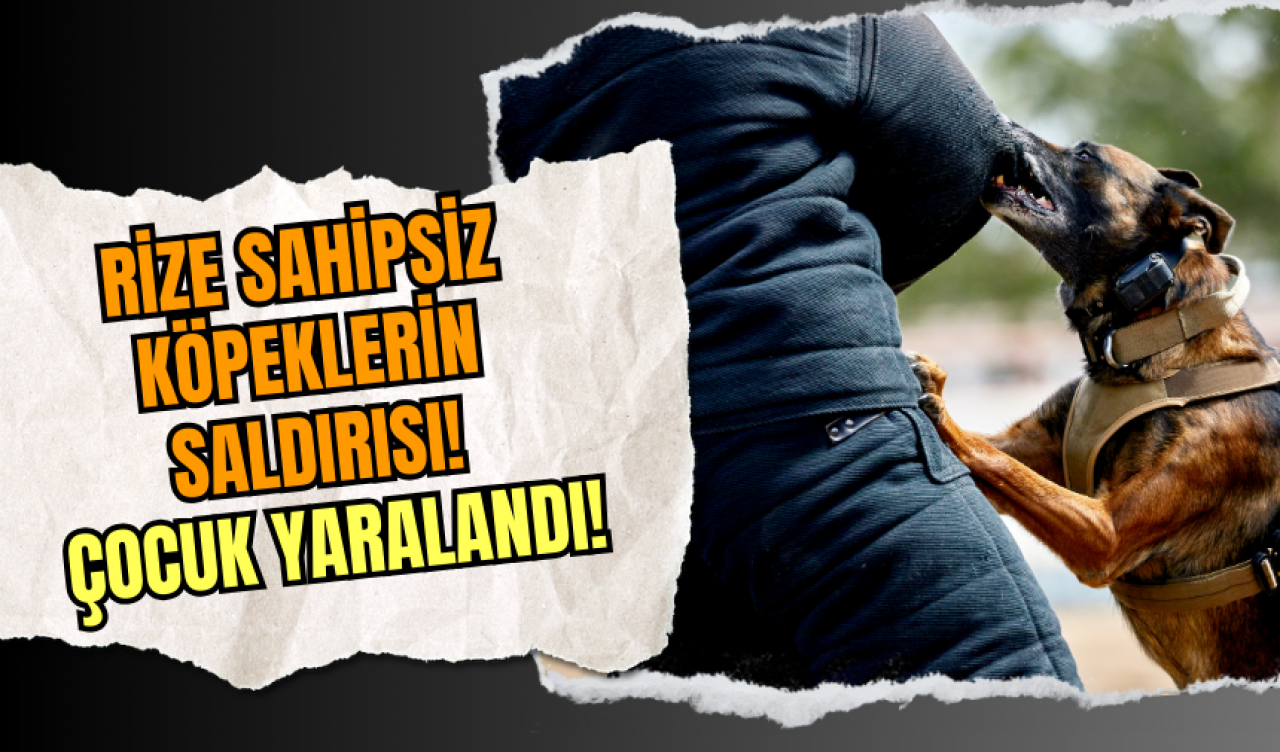 Rize Sahipsiz Köpeklerin Saldırısı! Çocuk Yaralandı!