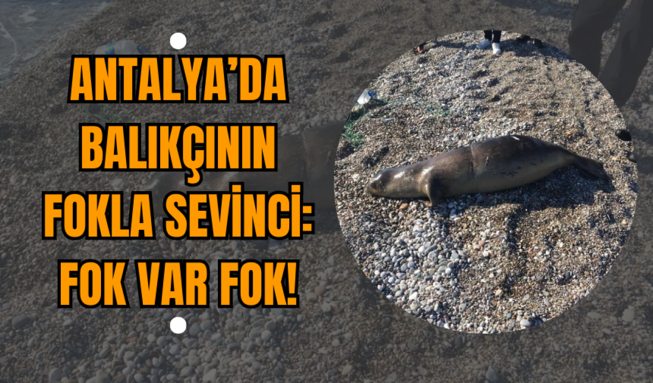 Antalya’da Balıkçının Fokla Sevinci: Fok Var Fok!