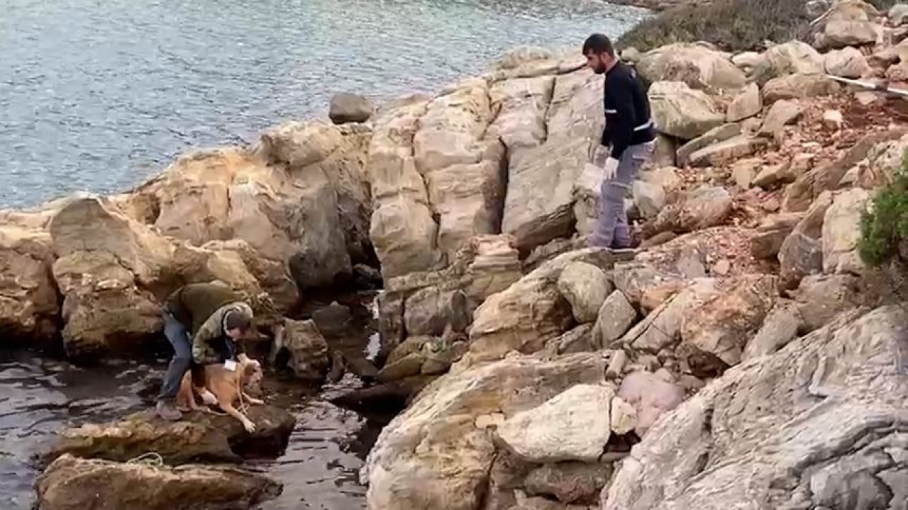 Bodrum'da denize düşen köpeği böyle kurtardılar