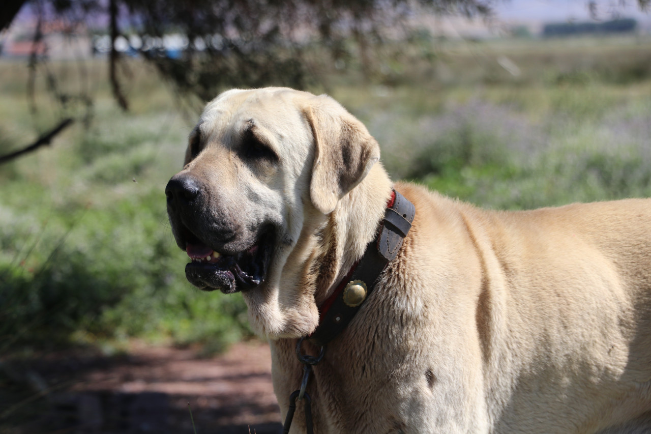 Aksaray Malaklı Köpeği 5 bin 500 yıldır Anadolu'nun koruyucusu