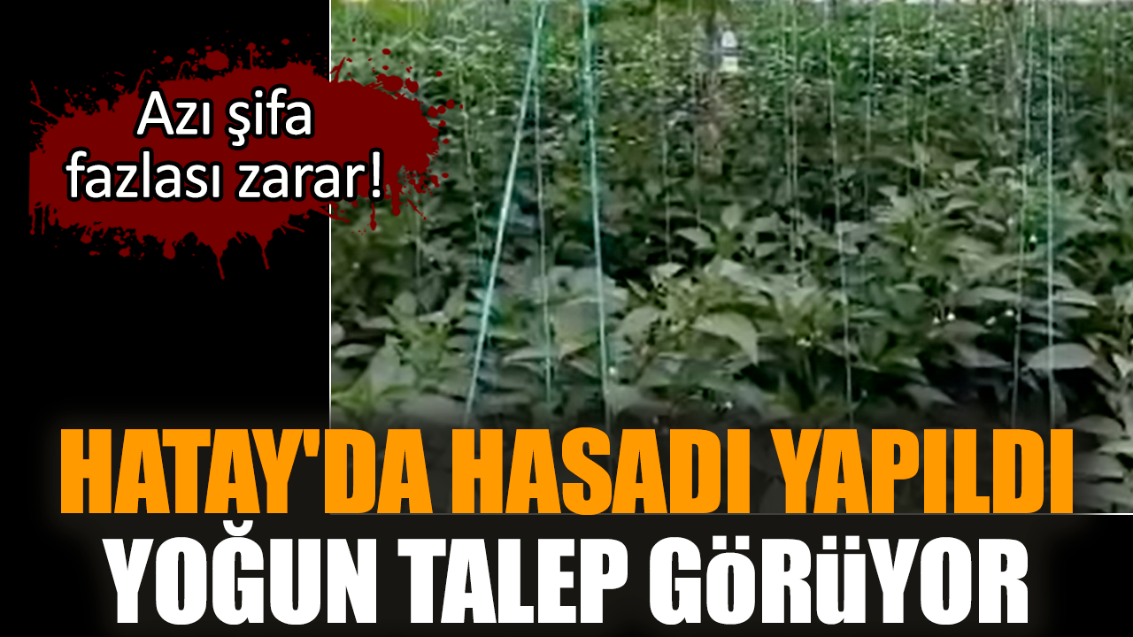 Hatay'da hasadı yapıldı yoğun talep görüyor