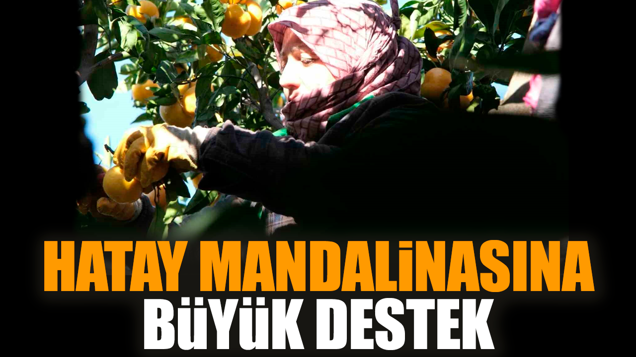 Hatay mandalinasına büyük destek