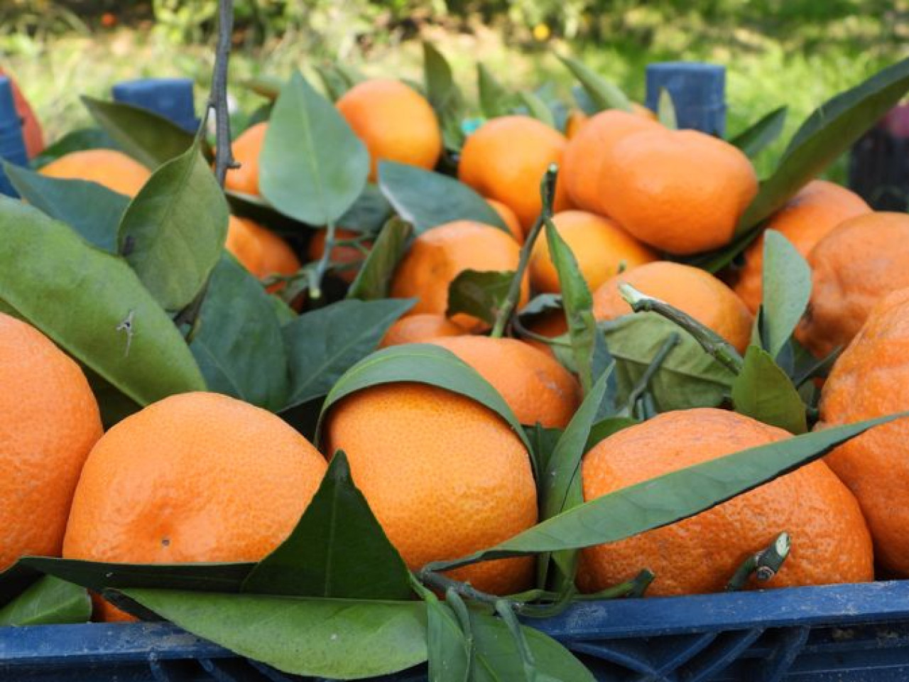 Hatay'da depremzede mandalina üreticisine destek