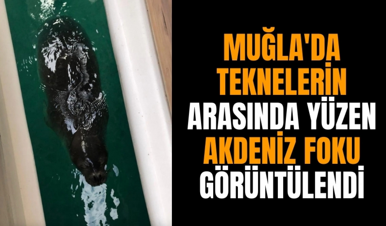 Muğla'da teknelerin arasında yüzen akdeniz foku görüntülendi