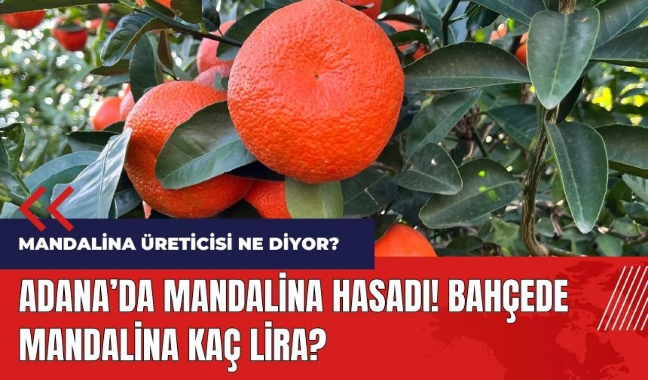 Adana'da mandalina hasadı! Bahçede mandalina kaç lira?