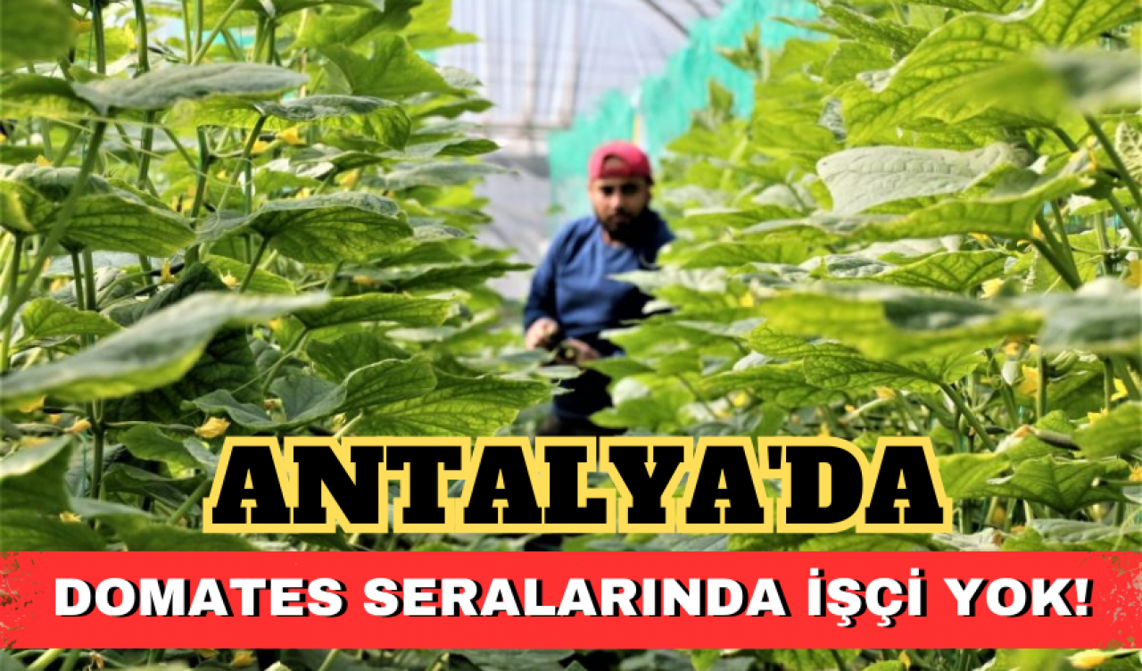 Antalya'da Domates Seralarında İşçi Yok!