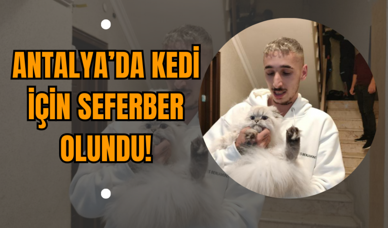 Antalya’da Kedi İçin Seferber Olundu!