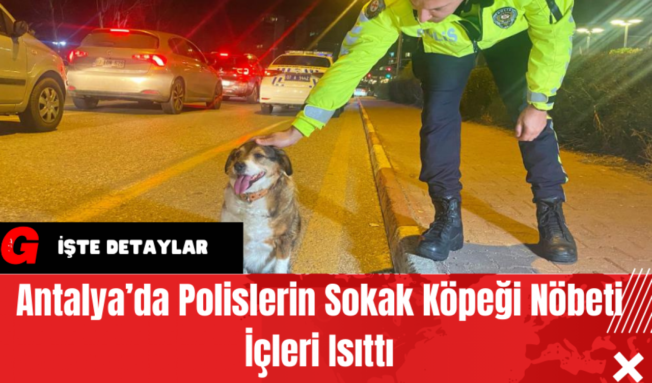 Antalya’da Polislerin Sokak Köpeği Nöbeti İçleri Isıttı