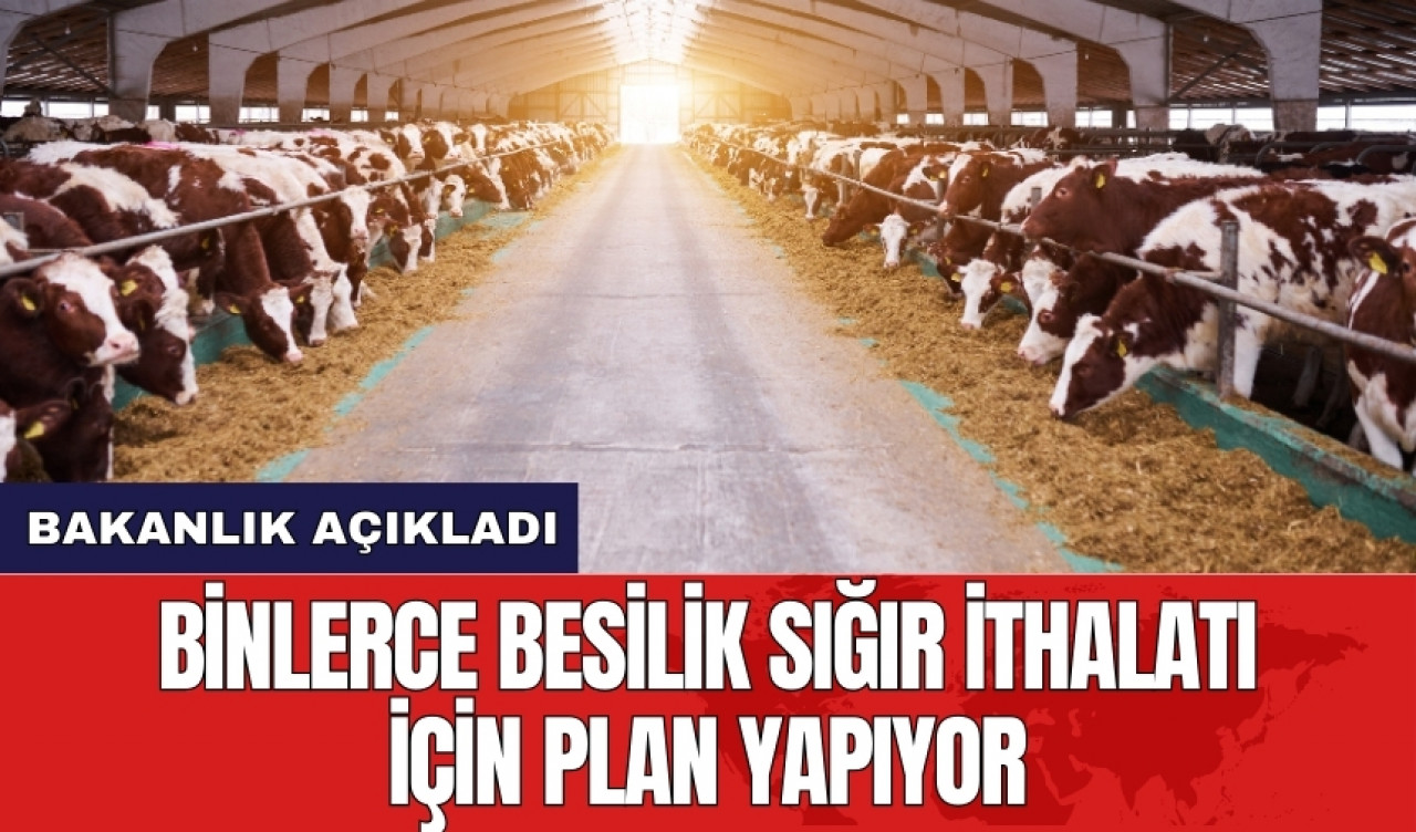 Bakanlık binlerce besilik sığır ithalatı için plan yapıyor