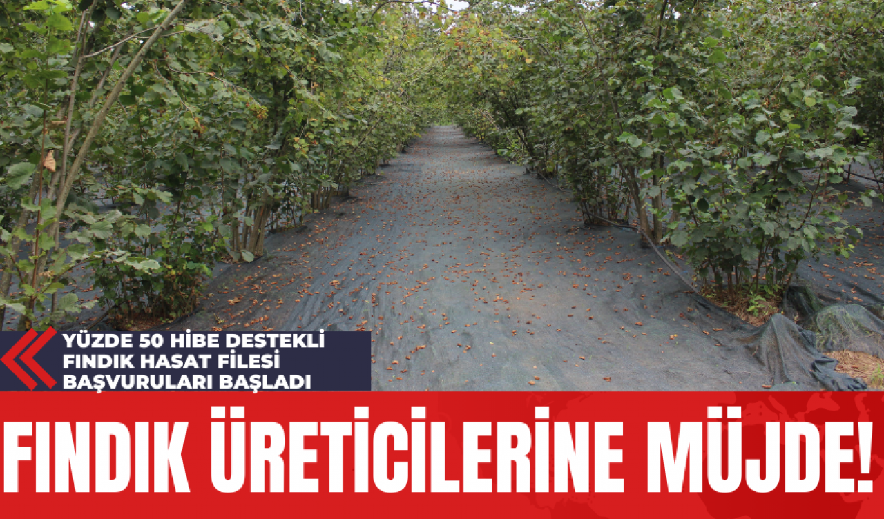 Fındık Üreticilerine Müjde! Yüzde 50 Hibe Destekli Fındık Hasat Filesi Başvuruları Başladı