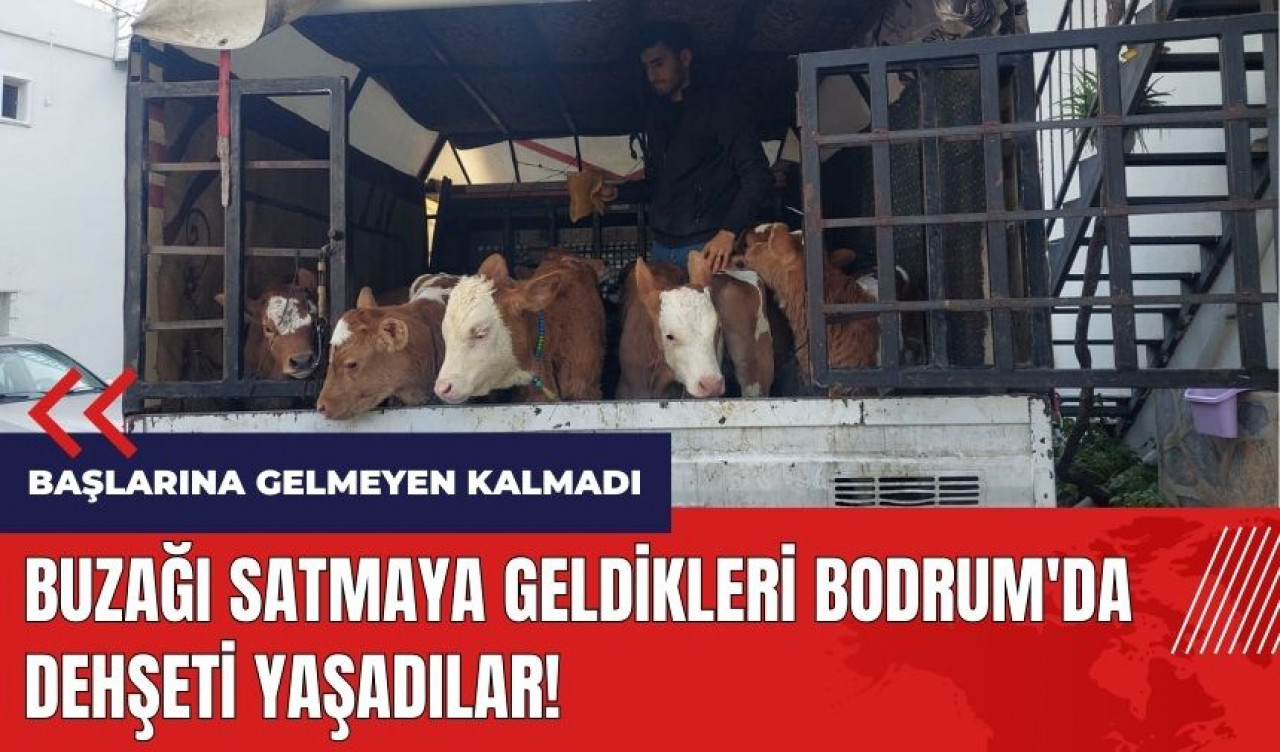 Buzağı satmaya geldikleri Bodrum'da dehşeti yaşadılar