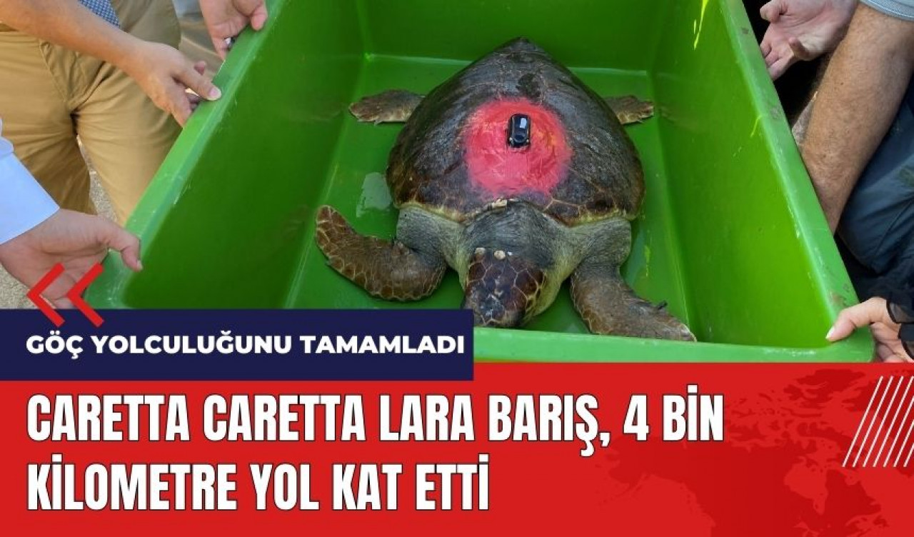 Caretta Caretta Lara Barış 4 bin kilometre yol kat etti