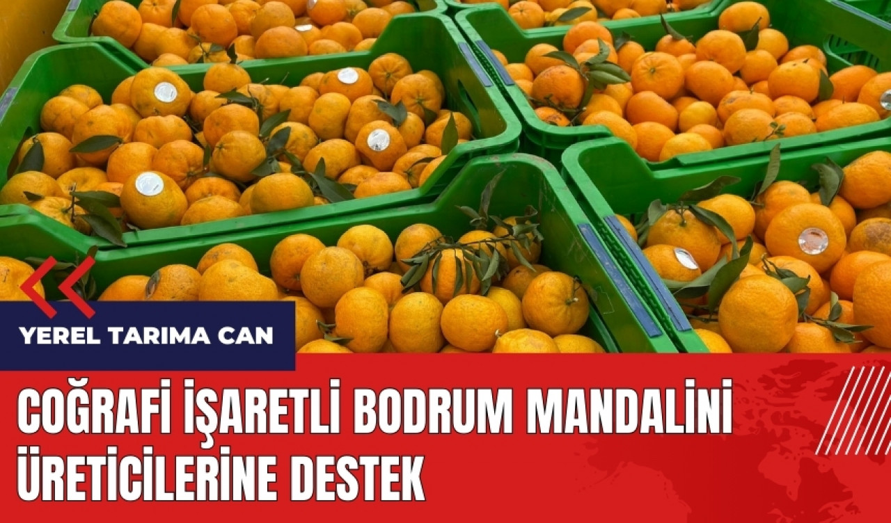 Coğrafi işaretli Bodrum Mandalini üreticilerine destek