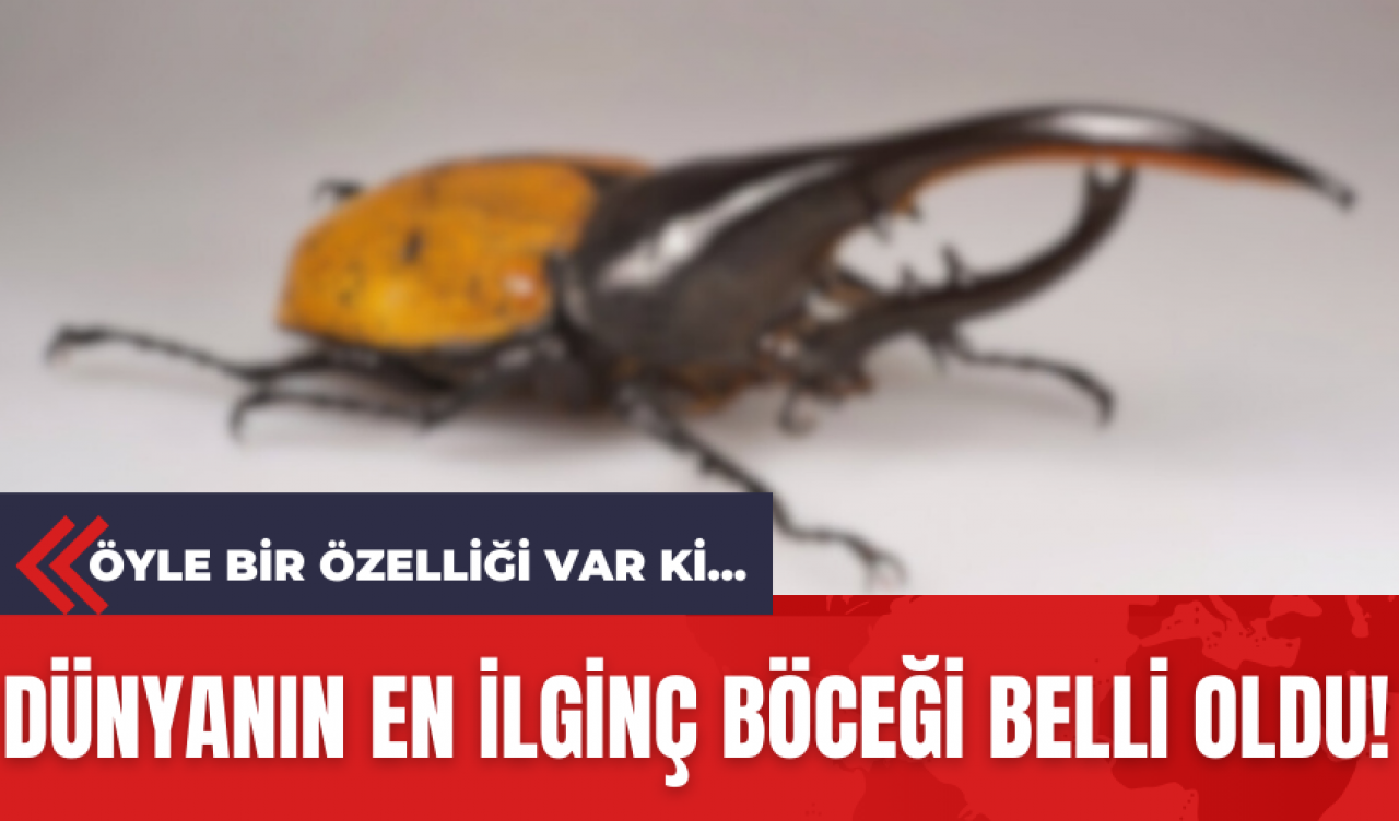 Dünyanın en ilginç böceği belli oldu! Öyle bir özelliği var ki...