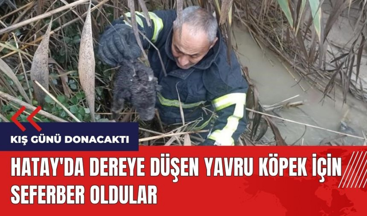 Hatay'da dereye düşen yavru köpek için seferber oldular