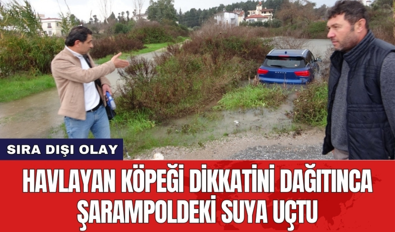 Havlayan köpeği dikkatini dağıtınca şarampoldeki suya uçtu