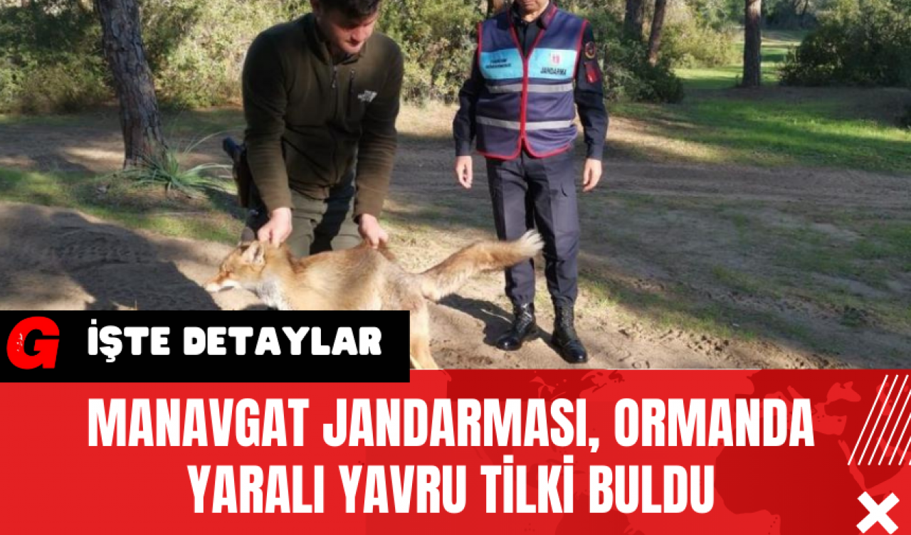 Manavgat Jandarması Ormanda Yaralı Yavru Tilki Buldu