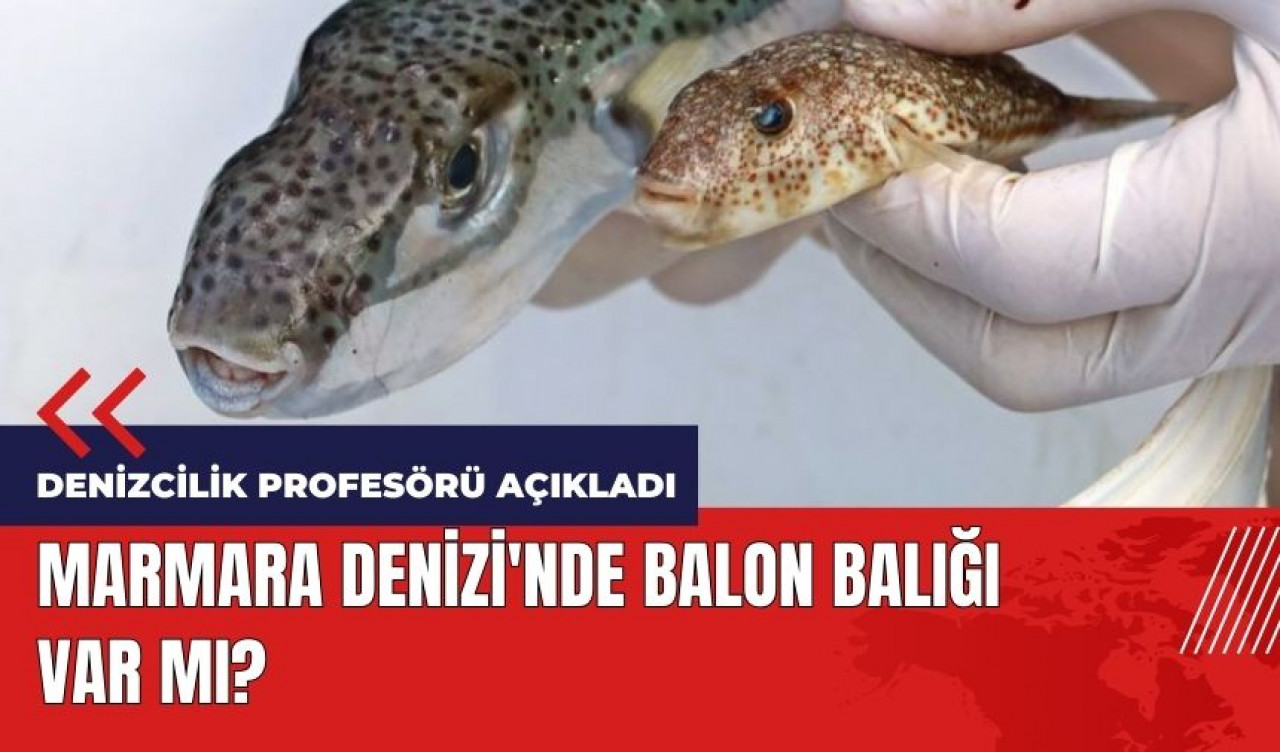 Marmara Denizi'nde balon balığı var mı?