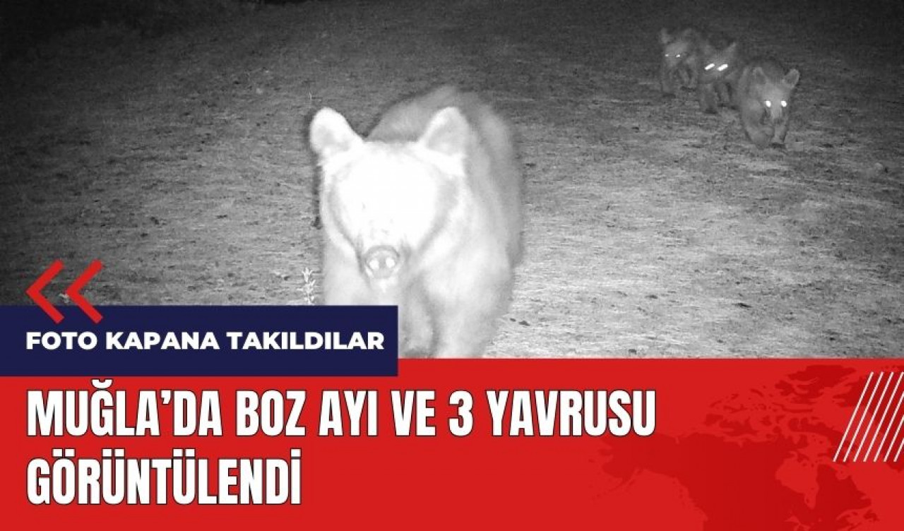 Muğla'da boz ayı ve 3 yavrusu görüntülendi