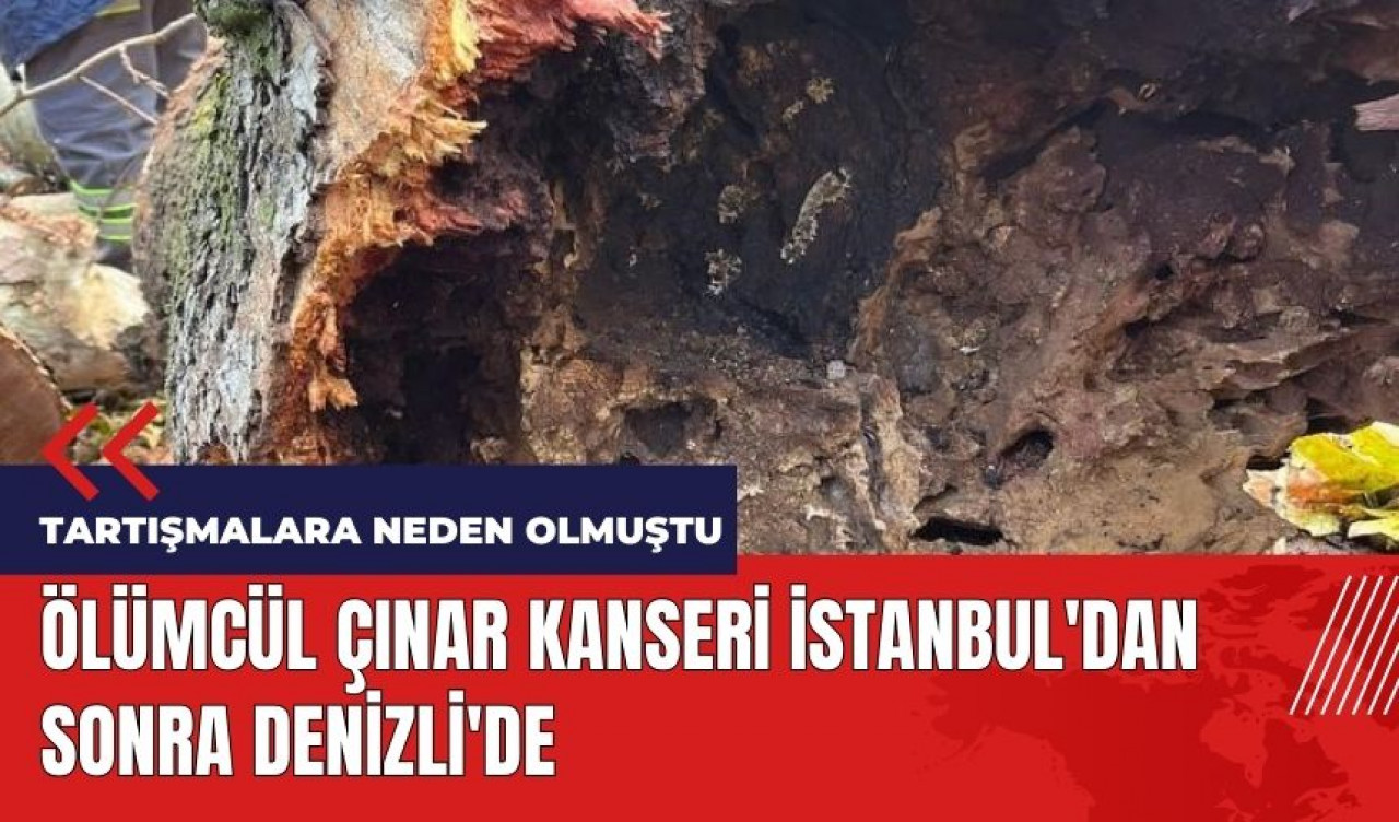 Ölümcül çınar kanseri İstanbul'dan sonra Denizli'de