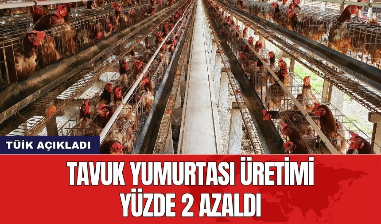 Tavuk yumurtası üretiminde yüzde 2'lik azalma