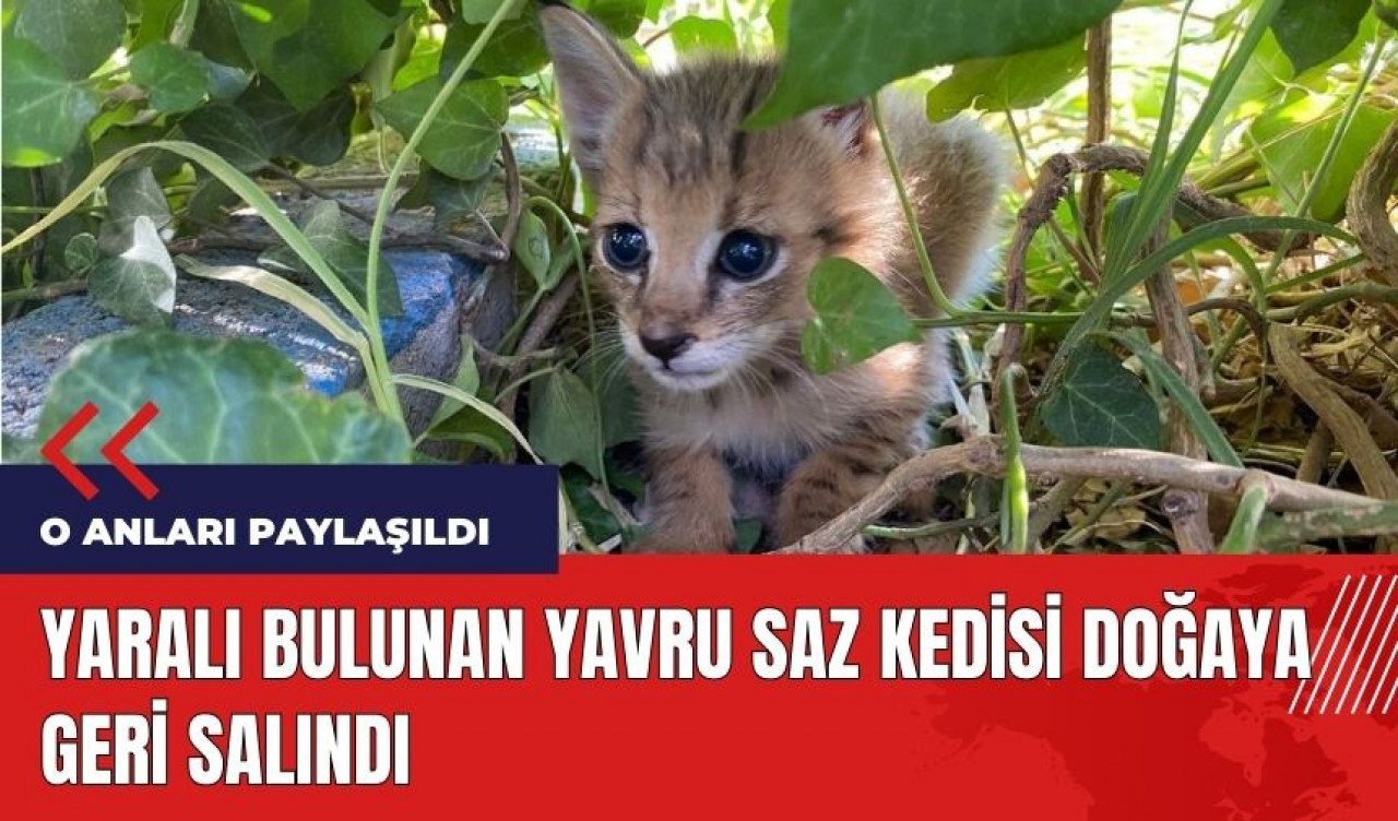 Yaralı bulunan yavru saz kedisi doğaya geri salındı