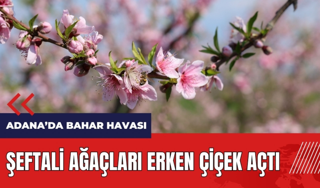 Adana'da şeftali ağaçları erken çiçek açtı