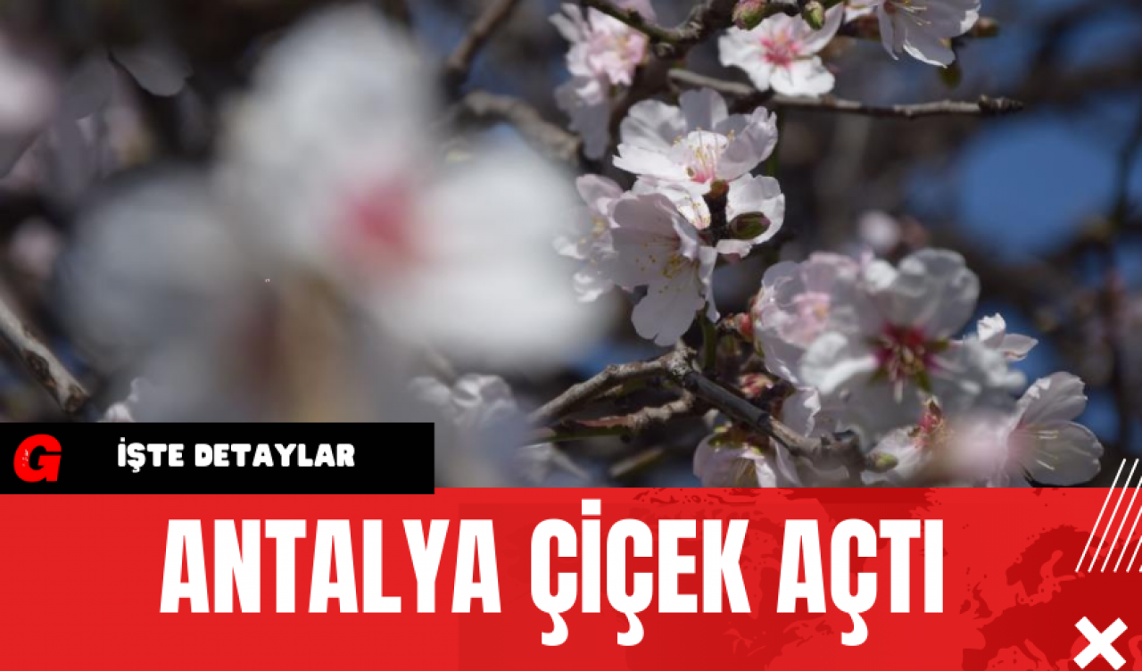 Antalya Çiçek Açtı