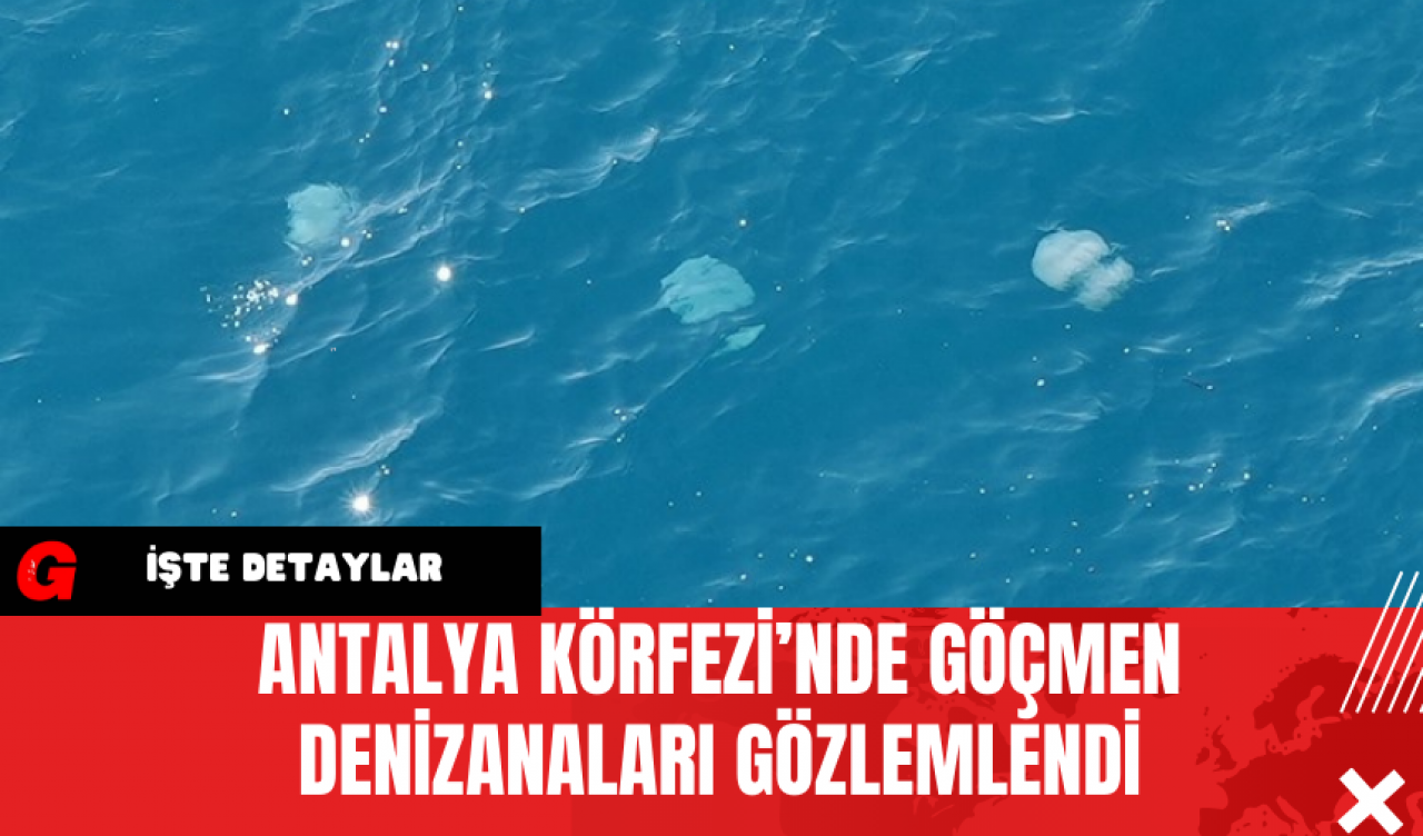 Antalya Körfezi’nde Göçmen Denizanaları Gözlemlendi