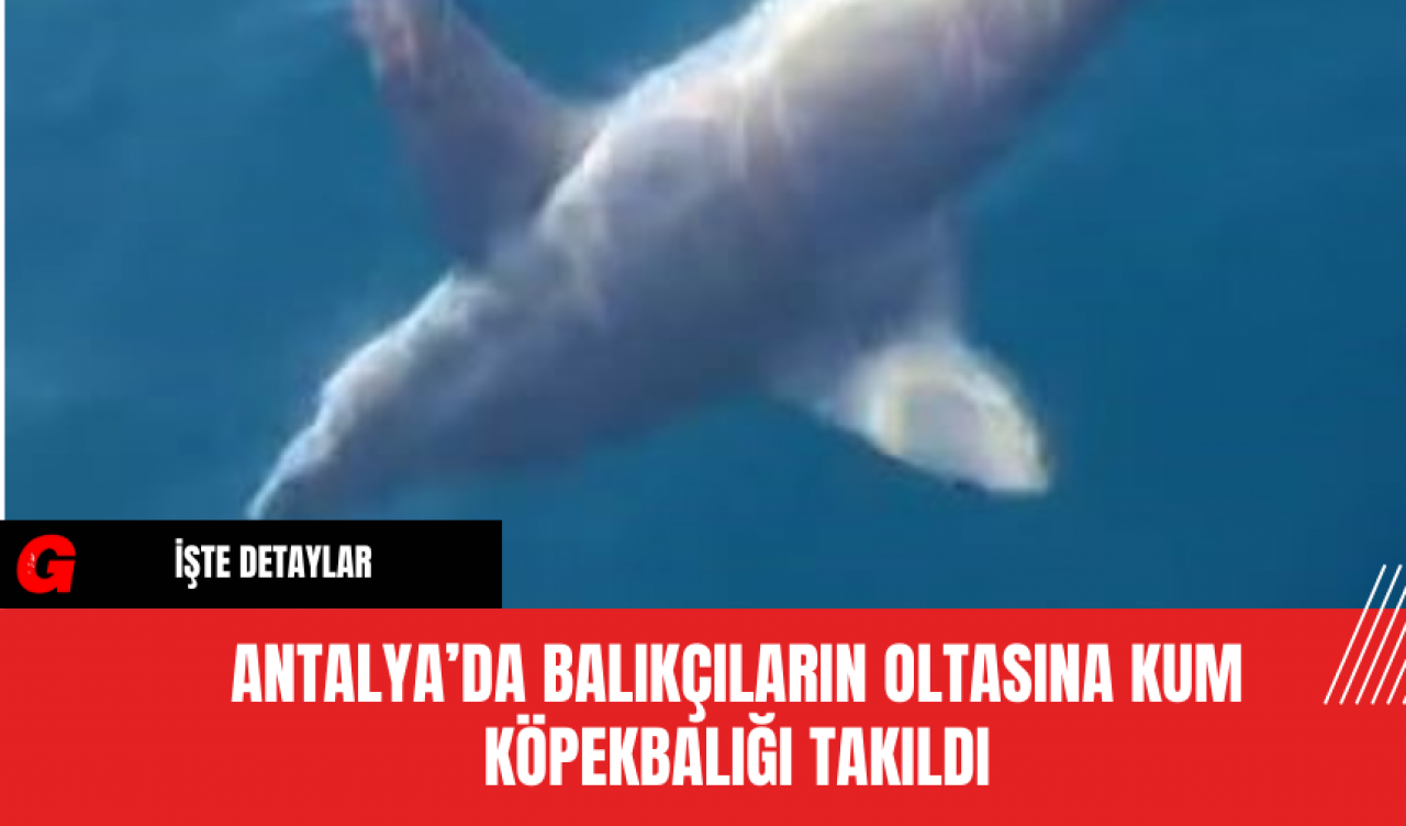 Antalya’da Balıkçıların Oltasına Kum Köpekbalığı Takıldı