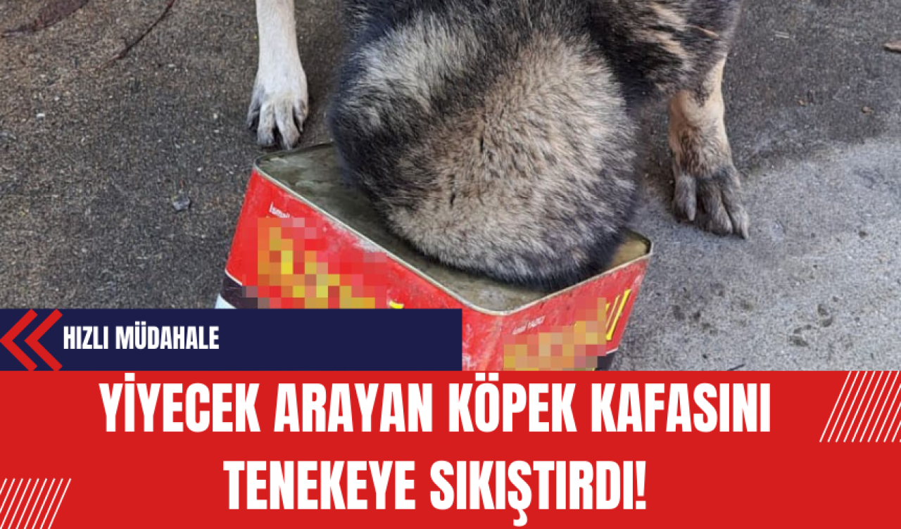 Yiyecek Arayan Köpek Kafasını Tenekeye Sıkıştırdı