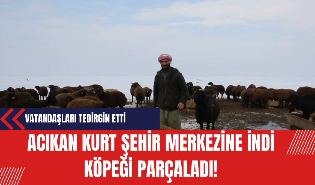 Acıkan Kurt Şehir Merkezine İndi Köpeği Parçaladı!