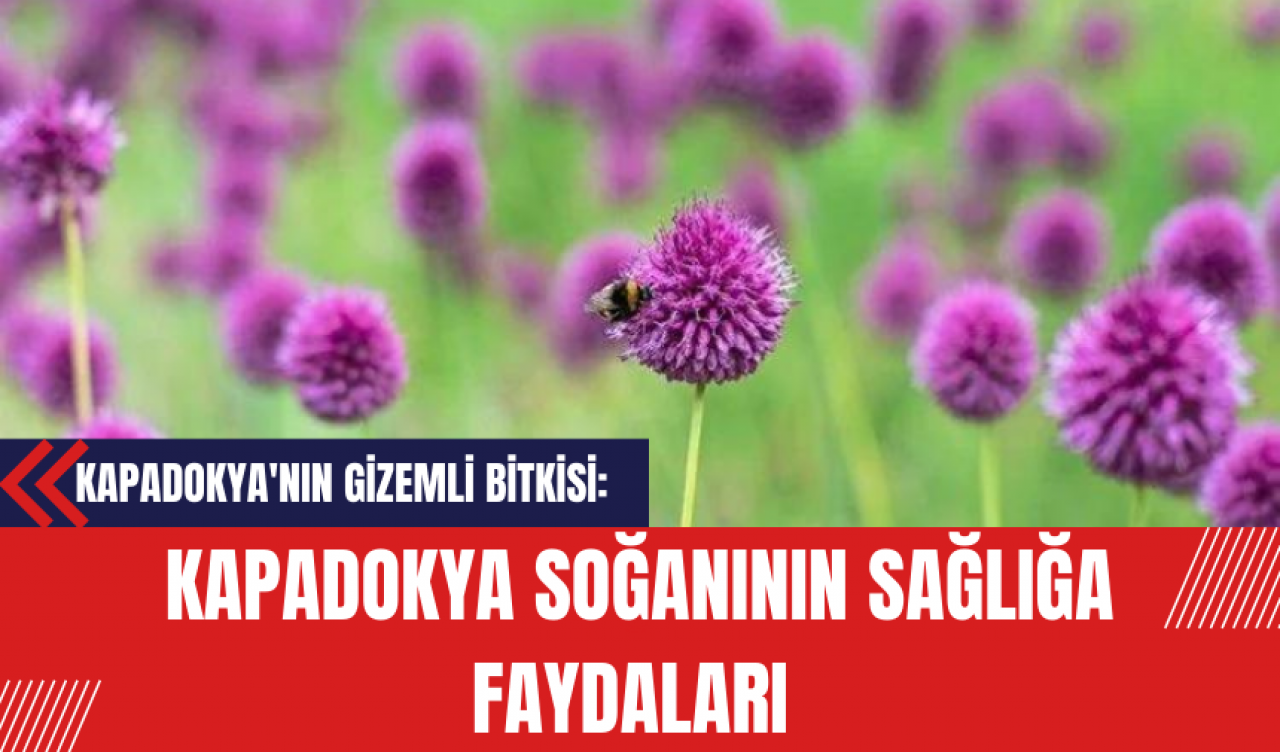 Kapadokya'nın Gizemli Bitkisi: Kapadokya Soğanının Sağlığa Faydaları