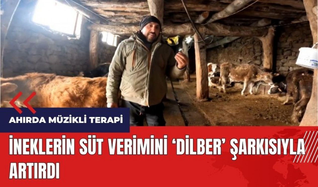 İneklerin süt verimini Dilber şarkısıyla artırdı