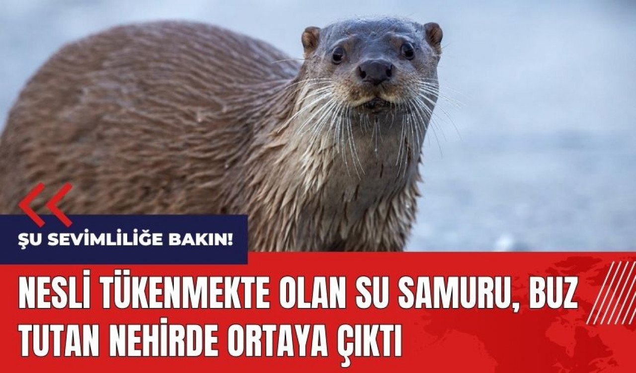 Nesli tükenmekte olan su samuru buz tutan nehirde ortaya çıktı