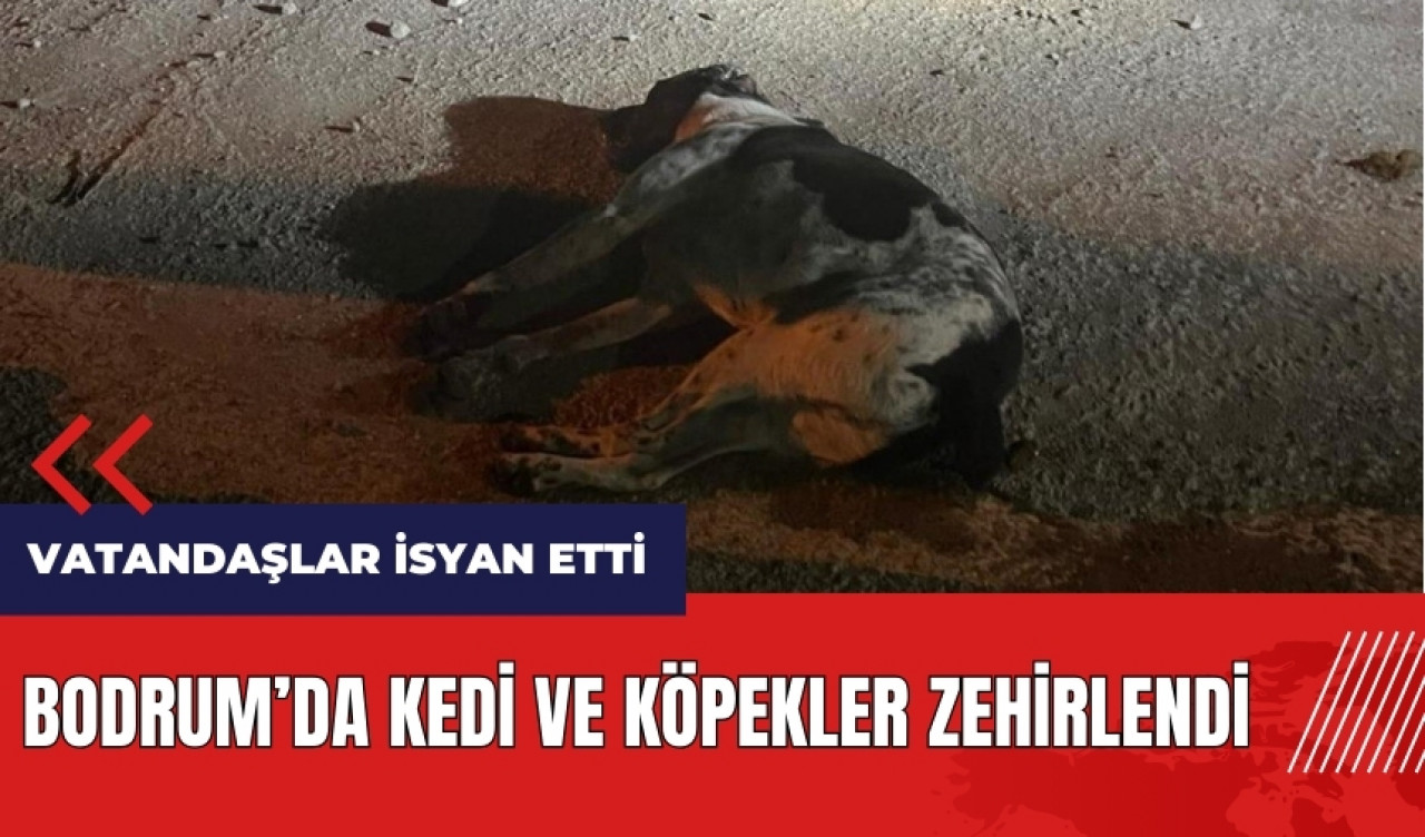 Bodrum'da kedi ve köpekler zehirlendi