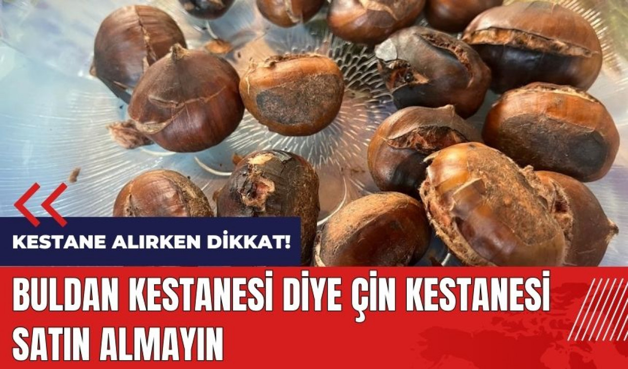 Buldan kestanesi diye Çin kestanesi satın almayın