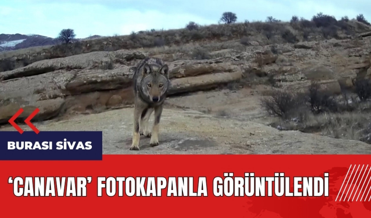 'Canavar' fotokapanla görüntülendi