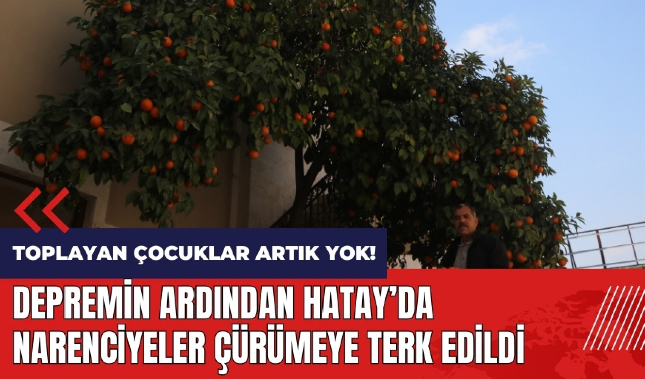 Depremin ardından Hatay'da narenciyeler çürümeye terk edildi