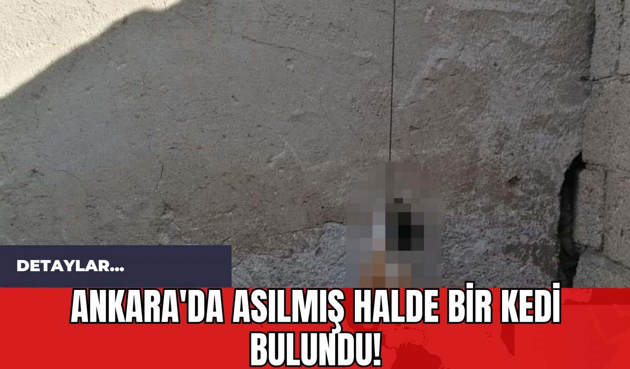 Ankara'da Asılmış Halde Bir Kedi Bulundu!