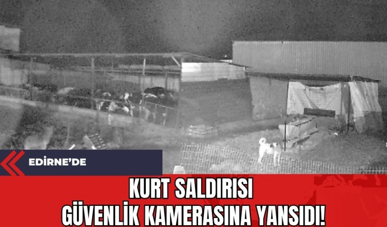 Edirne'de Kurt Saldırısı Güvenlik Kamerasına Yansıdı