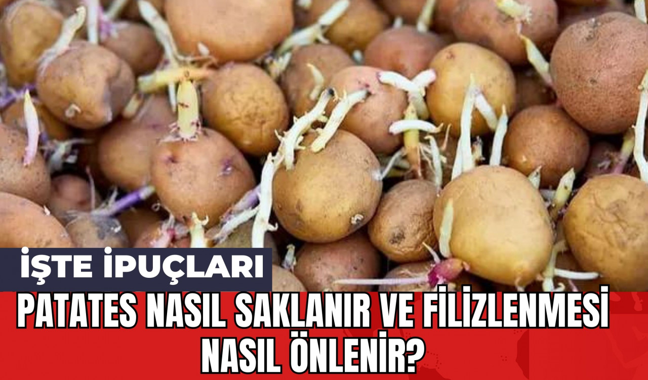 Patates Nasıl Saklanır ve Filizlenmesi Nasıl Önlenir? İşte İpuçları