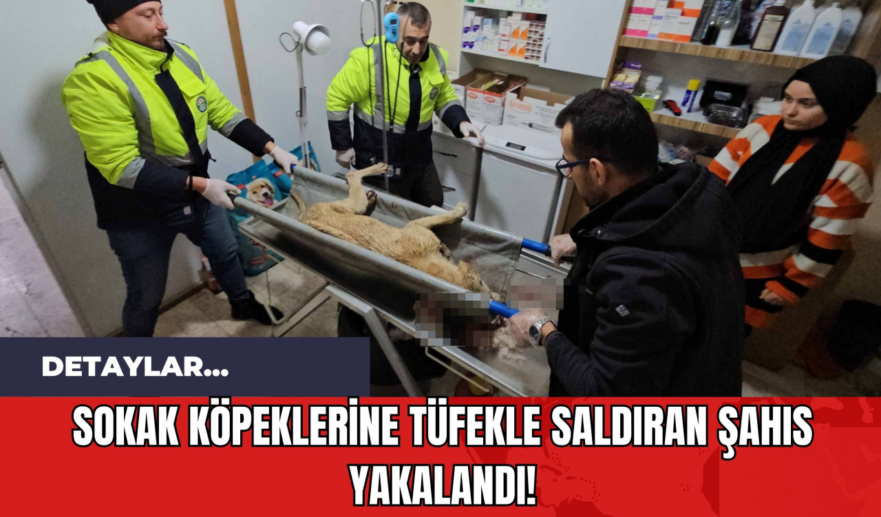 Sokak Köpeklerine Tüfekle Saldıran Şahıs Yakalandı!